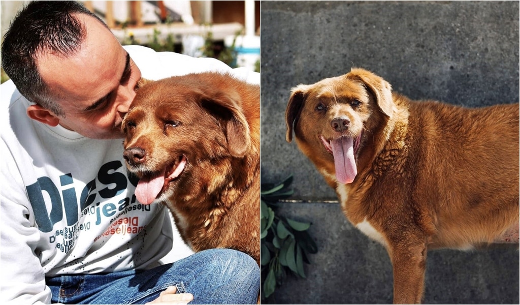 Bobi, The World'S Oldest Dog, Passes Away