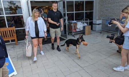 Chance The German Shepherd Going Home To His Forever Home