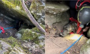 Charlie The Dog Being Rescued From A Cave