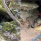 Charlie The Dog Being Rescued From A Cave