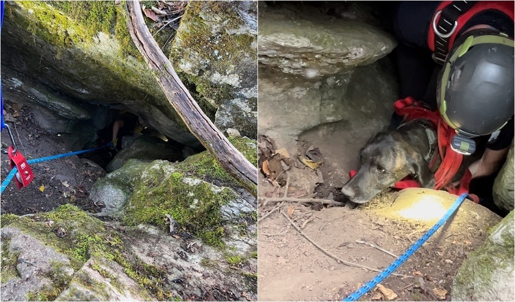 Dog Gets Rescued and Survives After Being Trapped For 3 Days In Cave ...