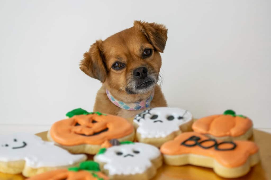 Cute Dog With Halloween Dog Treats