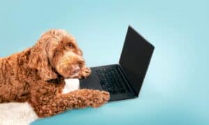 Dog using laptop computer on colored background