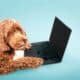 Dog Using Laptop Computer On Colored Background