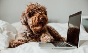 Dog working from his laptop on top of the bed above a white quilt at home