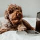 Dog Working From His Laptop On Top Of The Bed Above A White Quilt At Home