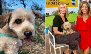 Hobie the world's cutest rescue dog