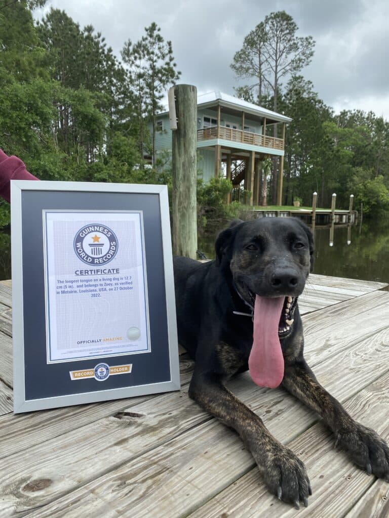 Zoey, Record Holder For Longest Tongue On A Living Dog