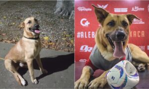 Max the dog who invaded a soccer match
