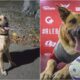 Max The Dog Who Invaded A Soccer Match