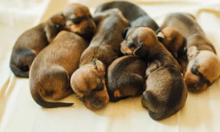 Newborn Dachshund Puppies Huddled Together