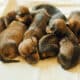 Newborn Dachshund Puppies Huddled Together