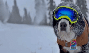 Mayor Parker the Snow Dog