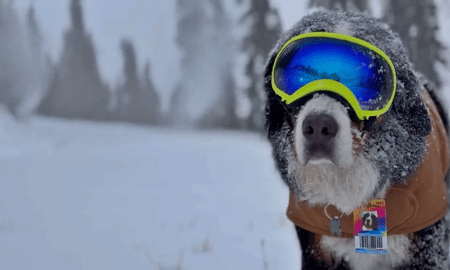 Mayor Parker The Snow Dog