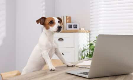 Cute Jack Russell Terrier Dog At Desk In Home Office