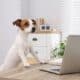 Cute Jack Russell Terrier Dog At Desk In Home Office