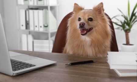 Cute Pomeranian Spitz Dog At Table In Office
