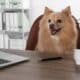 Cute Pomeranian Spitz Dog At Table In Office