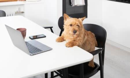 Cute Dog Working On Laptop In The Kitchen