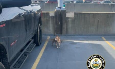 Dog Abandoned At The Pittsburgh International Airport