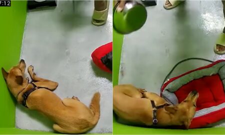 Dog Cowering In Fear After Being Beaten With A Metal Bowl
