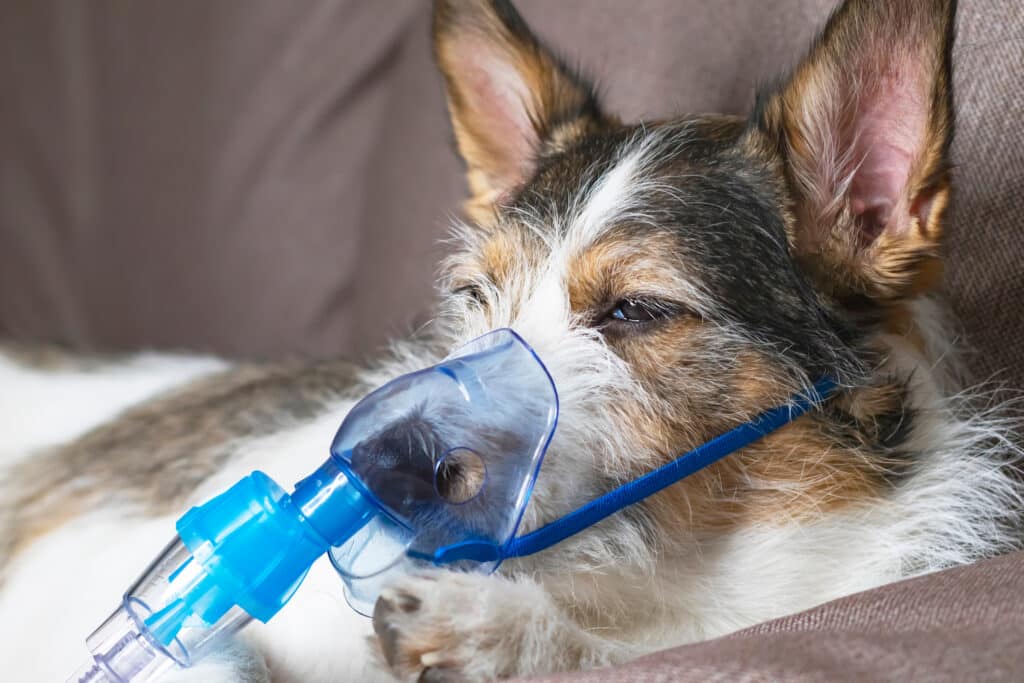 Dog In Oxygen Mask