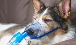 Dog In Oxygen Mask