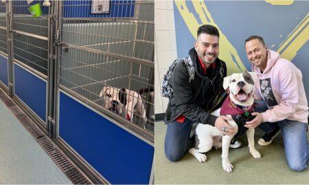 Elvis The Dog With His New Parents