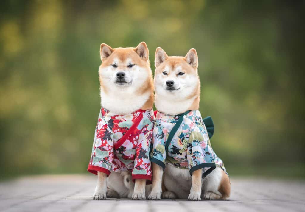 Dogs In Japan Are Wearing Kimonos And Receiving Blessings In Place Of ...