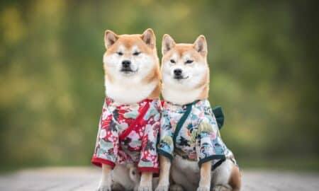 Japanese Shiba Inu Dogs In Kimono Sitting On A Stone Tile