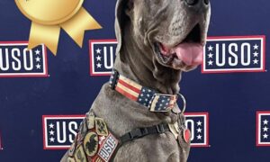 Maverick, The 2023 American Humane Hero Dog Award Winner