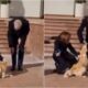 Moldovan President'S Dog Bites Visiting Austrian President