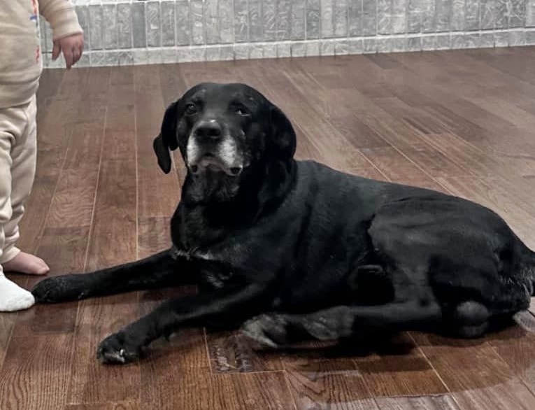 Parker The 9 Year Old Labrador Mix