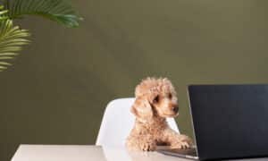 Poodle At A Work Table With A Laptop