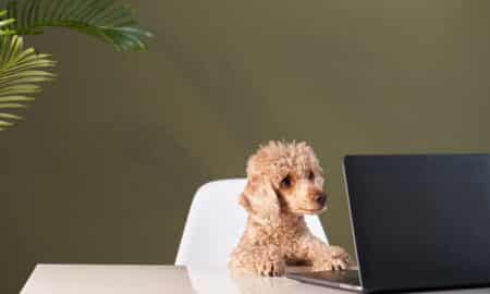 Poodle At A Work Table With A Laptop