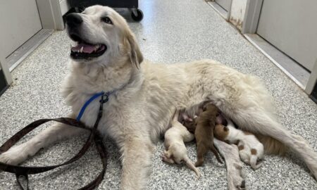 Surrogate Mom Nova With Six Puppies