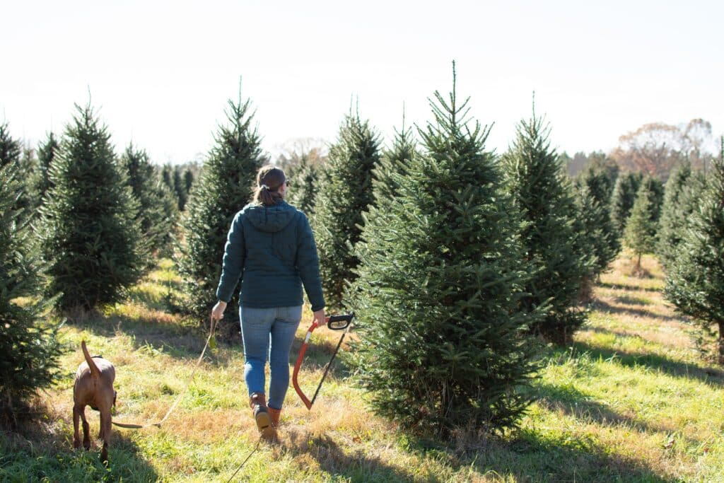 Woman And Her Dog Walking Through Rows Of Christmas Trees