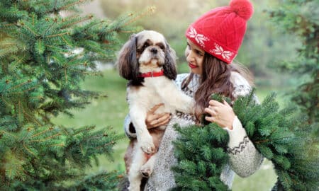 Woman With Her Dog Choosing Fir Tree And Wreath At The Christmas Tree Farm