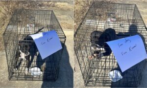Abandoned Dog With A Free Dog Free Kennel Note