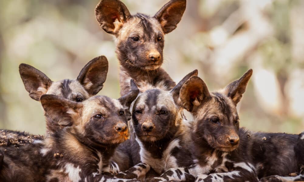 Oklahoma City Zoo Announces The Birth Of 6 Endangered African Painted Dog Pups