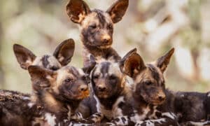 African Wild Dogs Or Also Known As The Painted Wolf