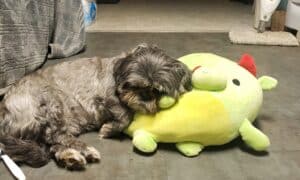 Carly the Shih Tzu after getting rescued from the desert