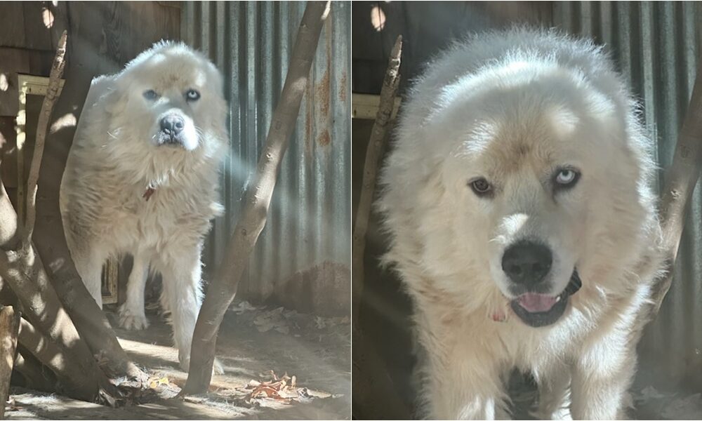 Great Pyrenees Who Killed 8 Coyotes To Protect Sheep Is Nominated For Farm Dog Of The Year