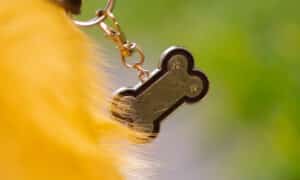 Closeup dog collar with metal tag shaped in the form as bone, hanging from neck