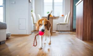 Dog Beagle featching a toy indoors in bright interior