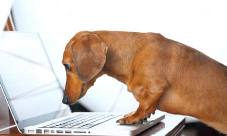 Dog Sing A Laptop Computer