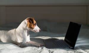 Jack Russell Terrier Lies On The Bed By The Laptop