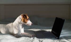 Jack russell terrier lies on the bed by the laptop