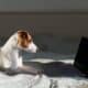 Jack Russell Terrier Lies On The Bed By The Laptop