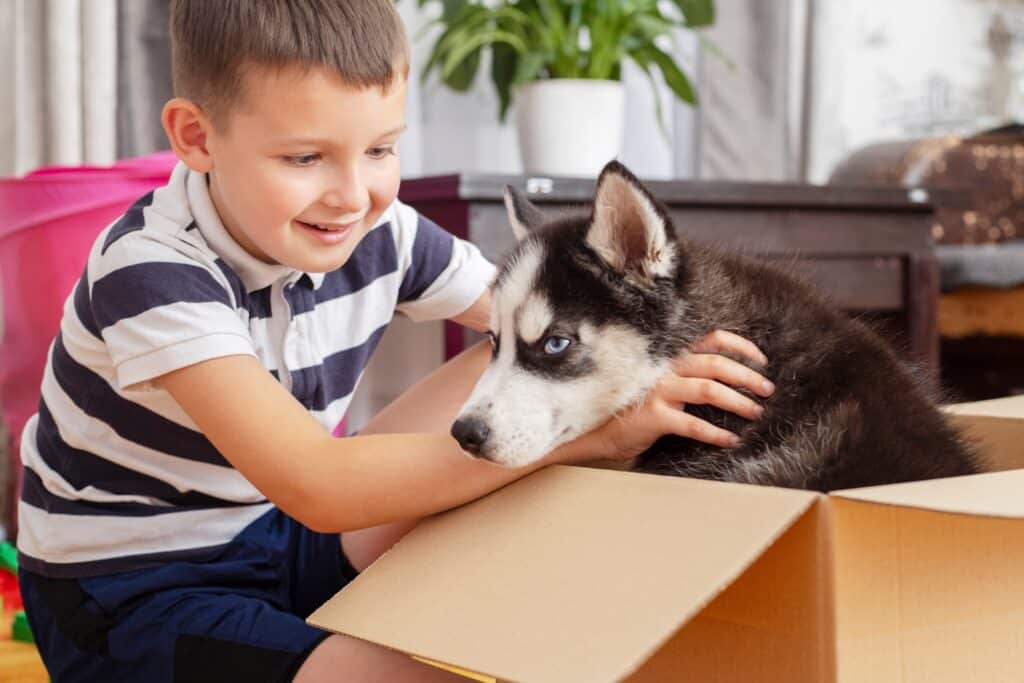 Kid Gets Out Puppy From Cardboard Box At Home. Child Has Birthday Present